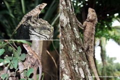 Calotes versicolor