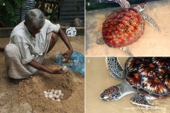 Caretta caretta