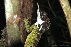 Ceratophora stoddartii