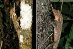 Ceratophora stoddartii