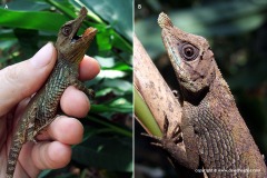 Ceratophora tennentii