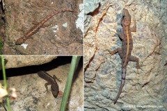 Cnemaspis sp.