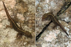 Cnemaspis sp.