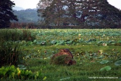 Crocodylus palustris
