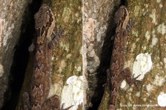 Cyrtodactylus ramboda