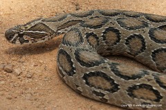 Daboia russellii
