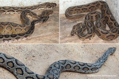 Daboia russellii