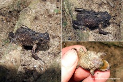 Duttaphrynus atukoralei