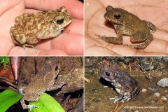 Duttaphrynus melanostictus