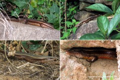 Eutropis carinata