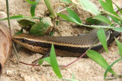 Eutropis macularia