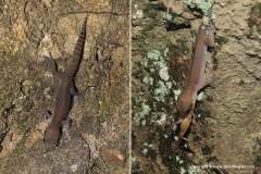 Geckoella triedrus