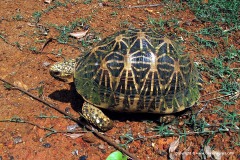 Geochelone elegans