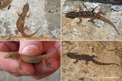 Hemidactylus brookii
