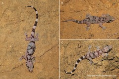 Hemidactylus depressus