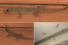 Hemidactylus frenatus