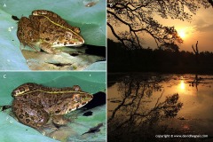 Hoplobatrachus crassus