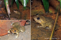 Lankanectes corrugatus