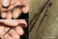 Lankascincus sp.
