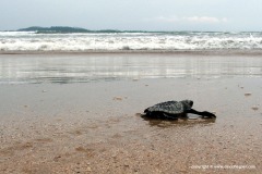 Lepidochelys olivacea