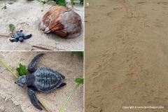 Lepidochelys olivacea
