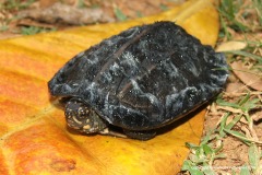 Melanochelys trijuga thermalis
