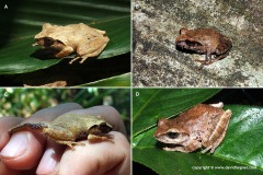 Pseudophilautus sp.
