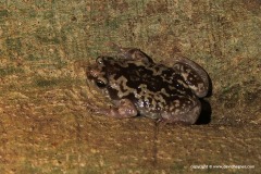 Ramanella variegata