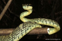 Trimeresurus trigonocephalus