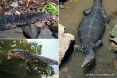Varanus salvator
