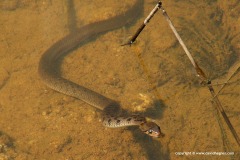 Xenochrophis piscator