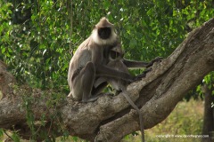 Semnopithecus entellus