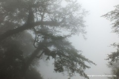 Yushan N.P.