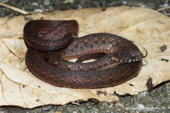 Amphiesma sauteri