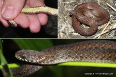 Amphiesma sauteri