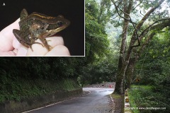 Babina adenopleura