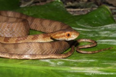 Boiga kraepelini