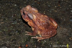 Bufo bankorensis