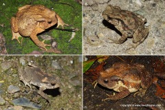 Bufo bankorensis