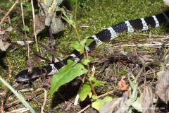 Bungarus multicinctus