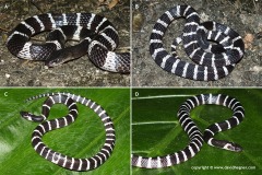 Bungarus multicinctus