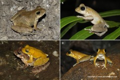 Buergeria japonica