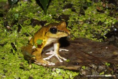 Buergeria robusta