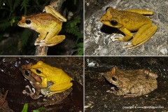 Buergeria robusta