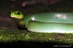 Cyclophiops major
