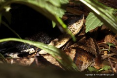 Deinagkistrodon acutus