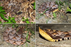 Deinagkistrodon acutus