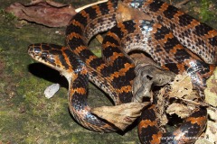 Dinodon rufozonatum