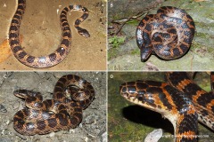 Dinodon rufozonatum