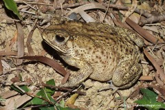 Duttaphrynus melanostictus
